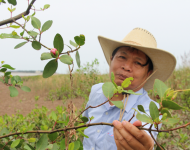 Mangroves are Vital to Vietnam’s Coastal Communities